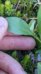 Salix arctica
