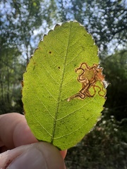 Stigmella