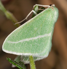 Chlorosea margaretaria