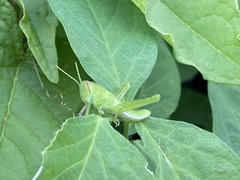 Cyrtacanthacridini