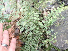 Asplenium