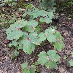 Ranunculus lanuginosus