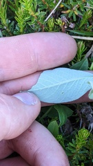 Salix arctica