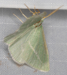 Chlorosea margaretaria