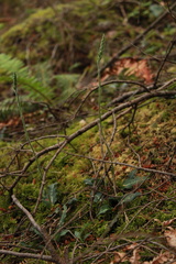 Goodyera oblongifolia