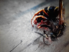 Vespinae
