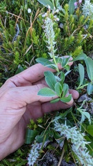 Salix arctica