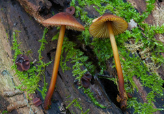 Mycena atkinsoniana