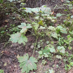 Ranunculus lanuginosus