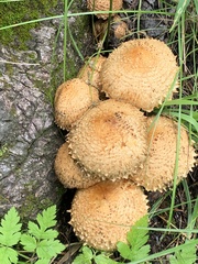 Pholiota squarrosa