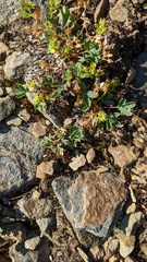 Sibbaldia procumbens