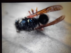 Vespinae