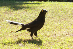 Strepera graculina