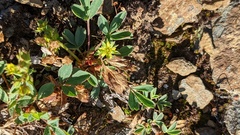 Sibbaldia procumbens