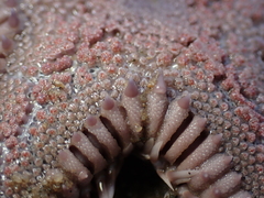 Astropecten armatus