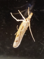 Pediasia trisecta