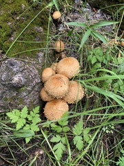 Pholiota squarrosa
