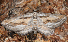 Hulstina imitatrix