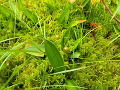 Maianthemum trifolium