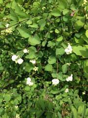 Symphoricarpos albus albus