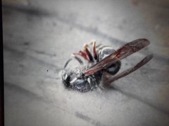 Vespinae