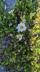 Dryas hookeriana