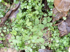 Azorella hookeri