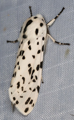 Hypercompe permaculata