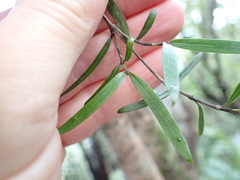 Coprosma linariifolia