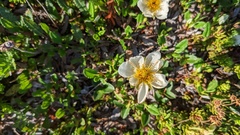 Dryas hookeriana