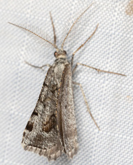 Macaria colata