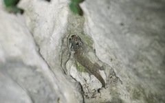 Gehyra fehlmanni