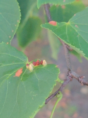 Eriophyes tiliae
