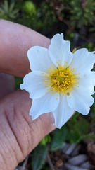 Dryas hookeriana