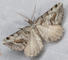 Macaria colata