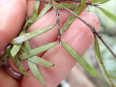 Coprosma linariifolia