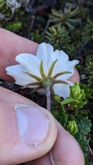 Dryas hookeriana