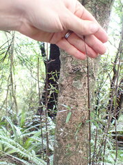 Coprosma linariifolia