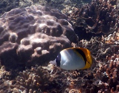Chaetodon lineolatus