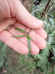Coprosma linariifolia