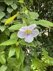 Thunbergia laurifolia