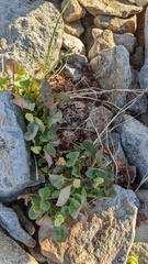Oxyria digyna