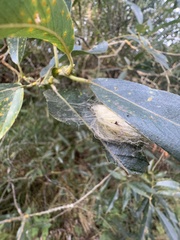 Lymantriinae