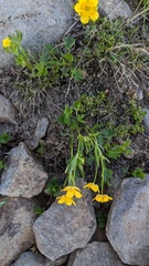 Ranunculus eschscholtzii