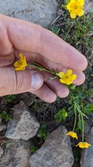 Ranunculus eschscholtzii
