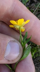 Ranunculus eschscholtzii