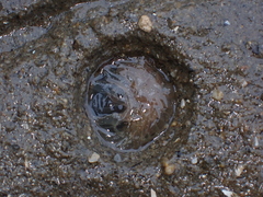Harenactis attenuata