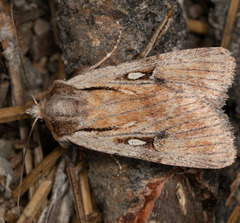 Setagrotis pallidicollis
