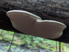 Fomitopsis ochracea