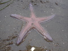 Astropecten armatus